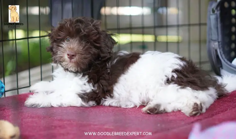 Bernedoodle breeders in Georgia