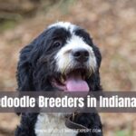 Bernedoodle Breeders in Indiana