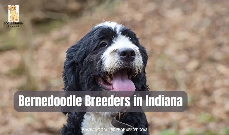 Bernedoodle Breeders in Indiana