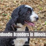 Bernedoodle Breeders in Illinois