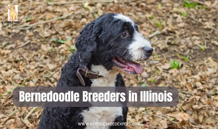 Bernedoodle Breeders in Illinois