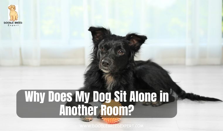 Why Does My Dog Sit Alone in Another Room