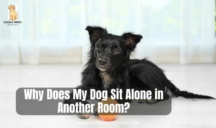 Why Does My Dog Sit Alone in Another Room