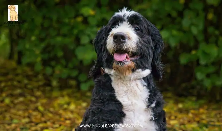 cute Bernedoodle Breeders in Indiana