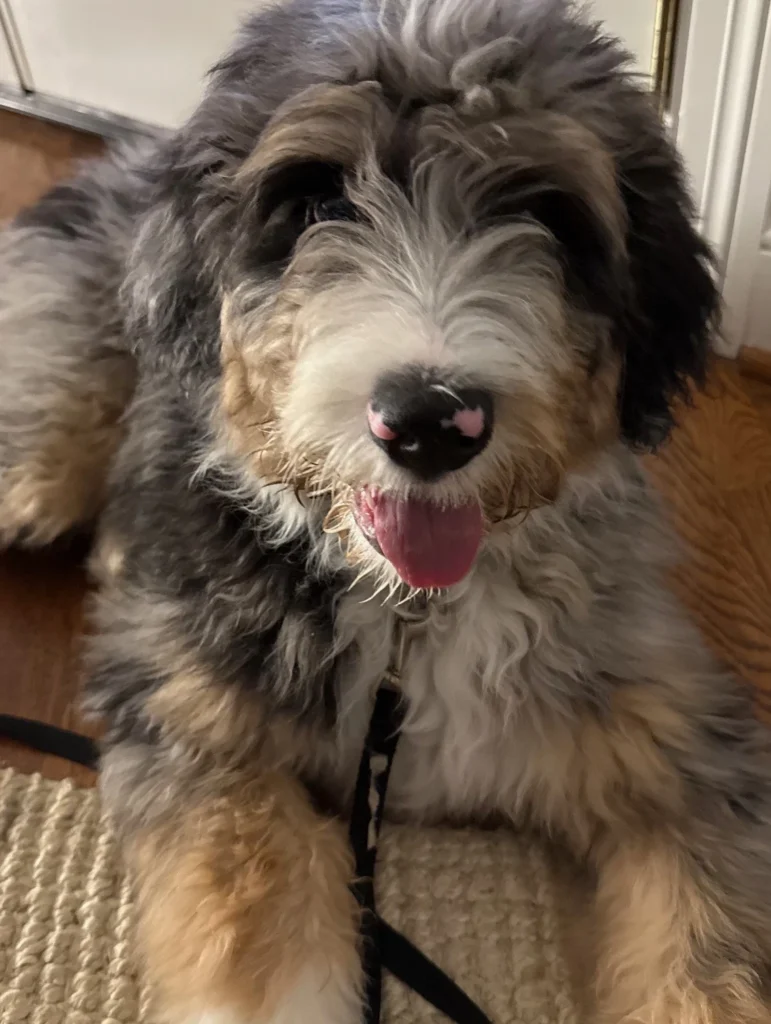 SM Bernedoodles Indiana