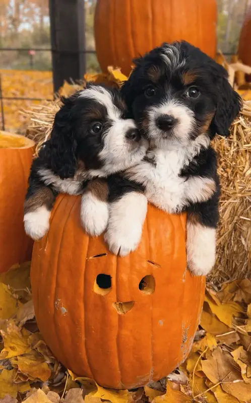 Honey Creek Bernedoodles Indiana