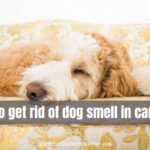 how to get rid of dog smell in car