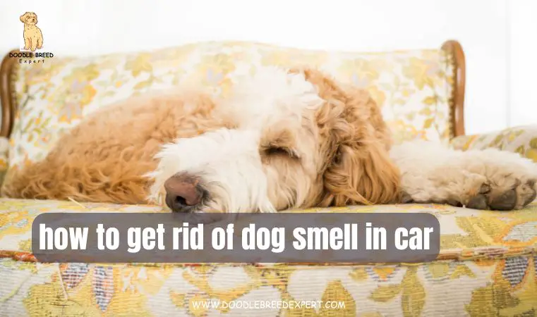 how to get rid of dog smell in car
