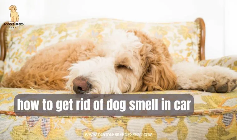 how to get rid of dog smell in car
