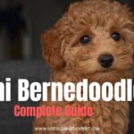 Mini Bernedoodle