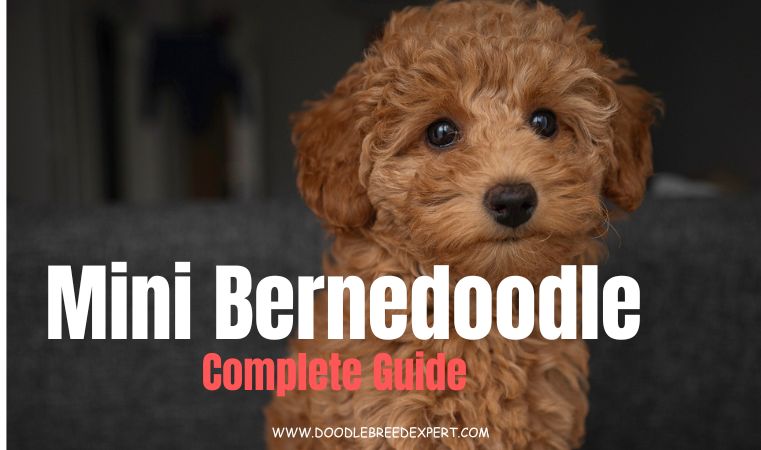 Mini Bernedoodle