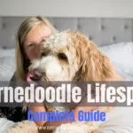Bernedoodle Lifespan