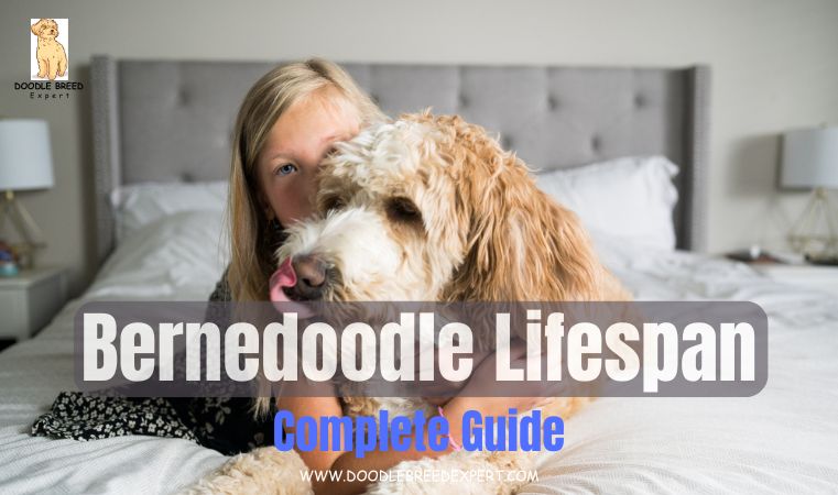 Bernedoodle Lifespan