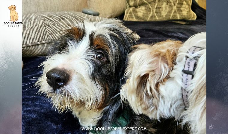 What is Bernedoodle Lifespan