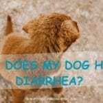 Why Does My Dog Have Diarrhea?