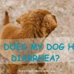 Why Does My Dog Have Diarrhea?