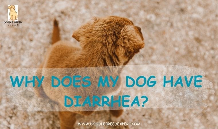 Why Does My Dog Have Diarrhea?