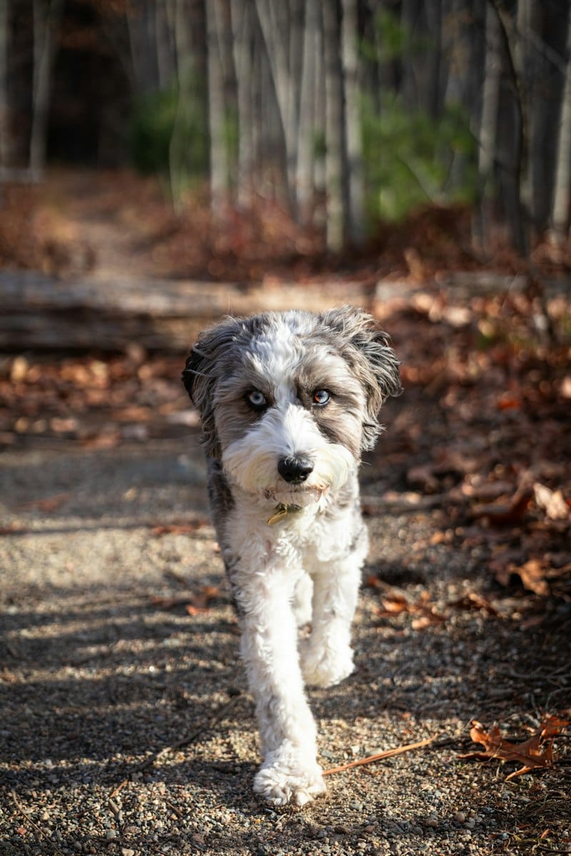 Aussiedoodle dog with a merle coat