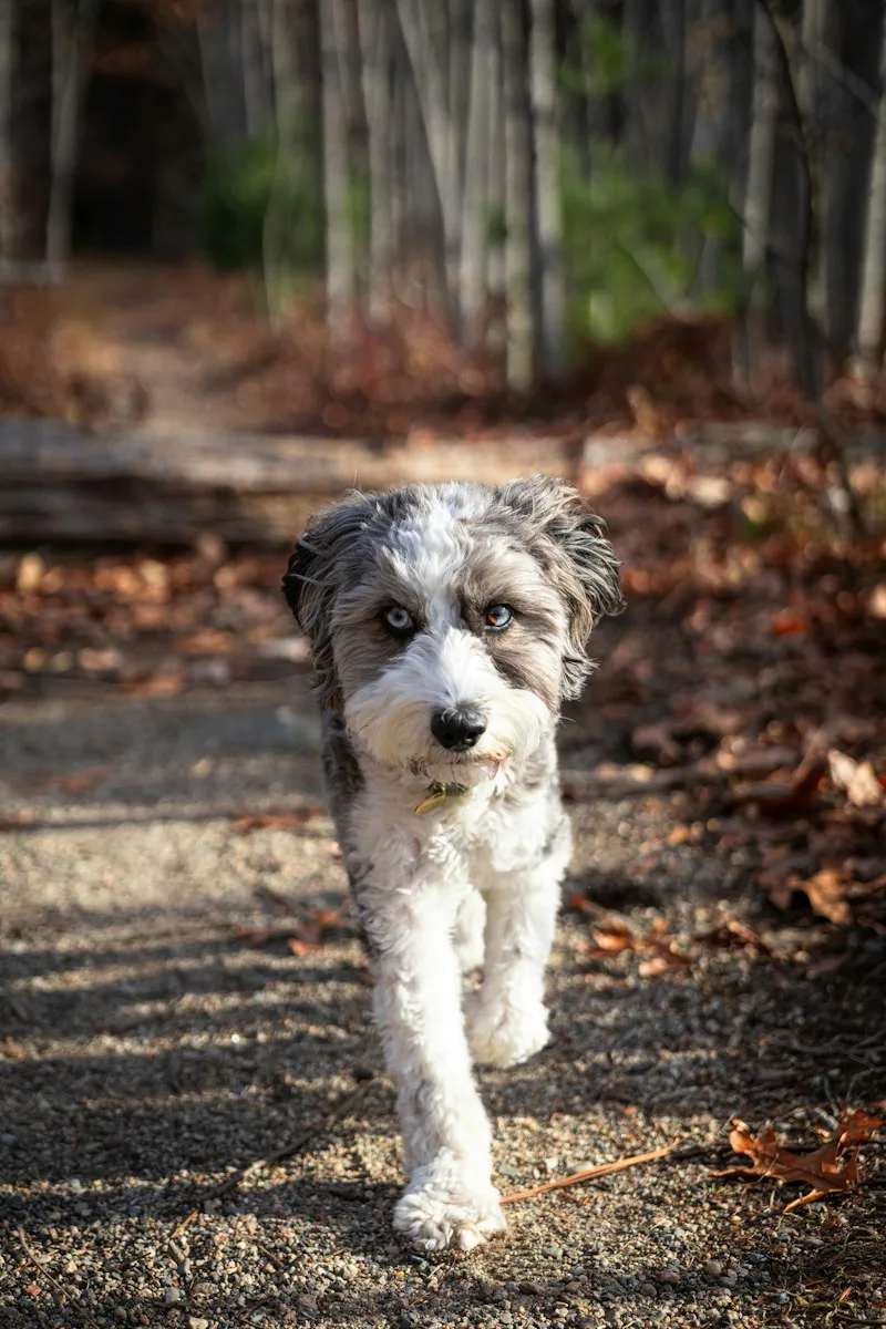 Aussiedoodle dog with a merle coat