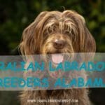 Australian Labradoodle Breeders Alabama
