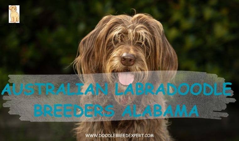 Australian Labradoodle Breeders Alabama
