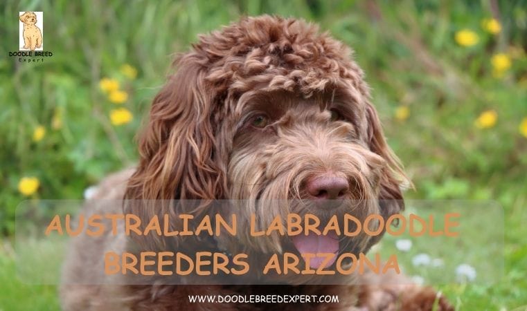 Australian Labradoodle Breeders Arizona