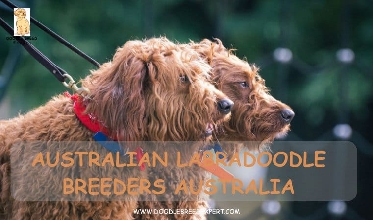 Australian Labradoodle Breeders Australia