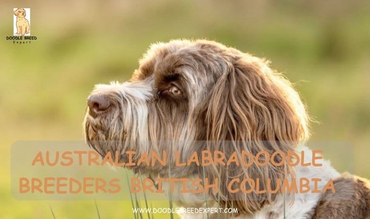 Australian Labradoodle Breeders British Columbia