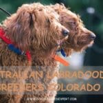 Australian Labradoodle Breeders Colorado