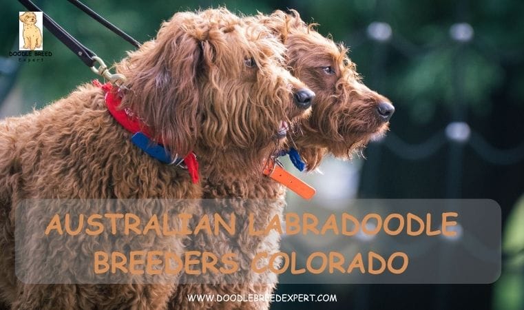 Australian Labradoodle Breeders Colorado