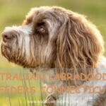 Australian Labradoodle Breeders Connecticut