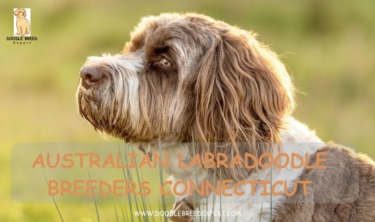 Australian Labradoodle Breeders Connecticut