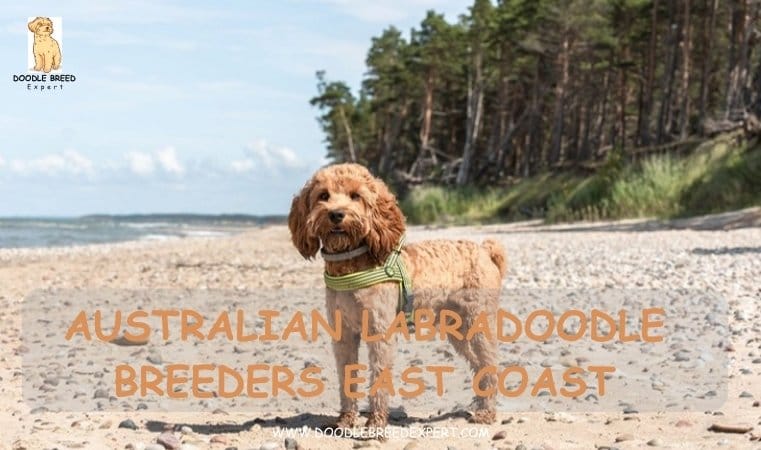 Australian Labradoodle Breeders East Coast