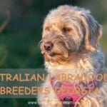 Australian Labradoodle Breeders Georgia