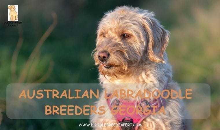 Australian Labradoodle Breeders Georgia
