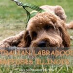 Australian Labradoodle Breeders Illinois