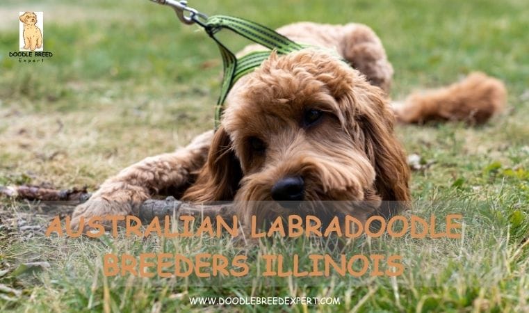 Australian Labradoodle Breeders Illinois
