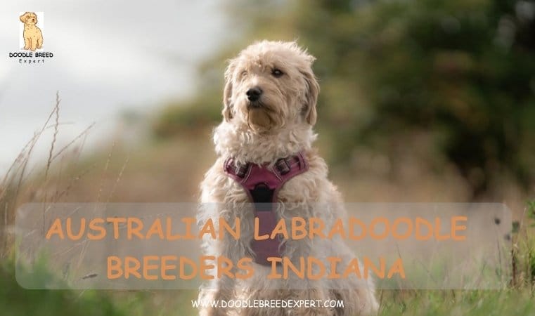 Australian Labradoodle Breeders Indiana