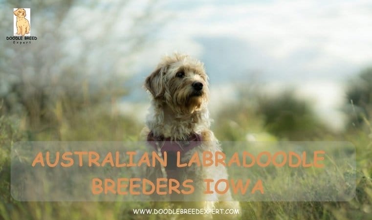 Australian Labradoodle Breeders Iowa