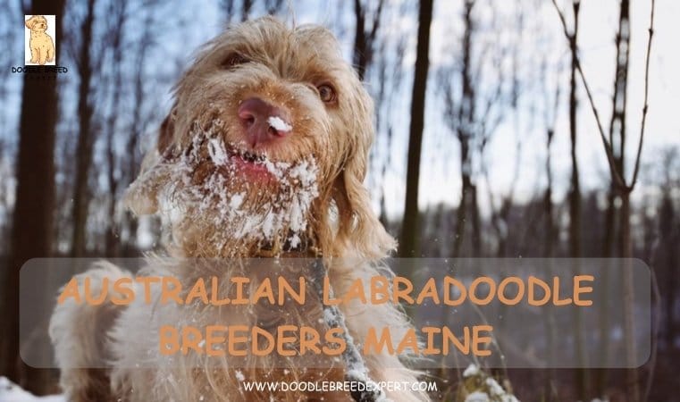 Australian Labradoodle Breeders Maine