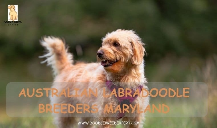Australian Labradoodle Breeders Maryland