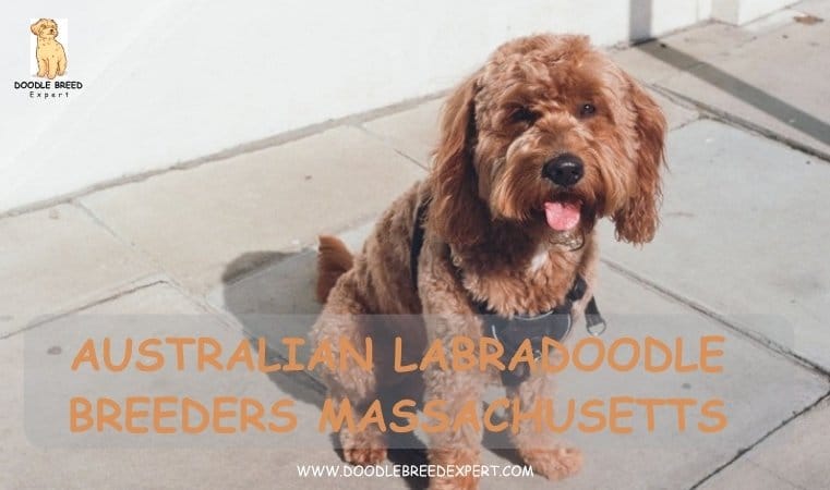 Australian Labradoodle Breeders Massachusetts