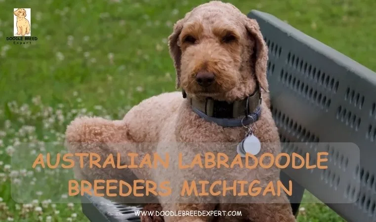 Australian Labradoodle Breeders Michigan