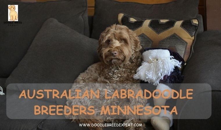 Australian Labradoodle Breeders Minnesota