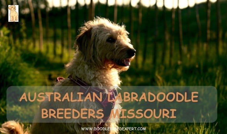 Australian Labradoodle Breeders Missouri