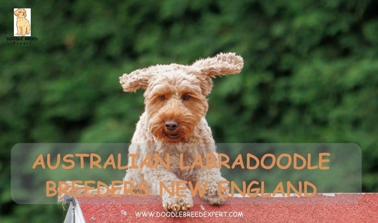 Australian Labradoodle Breeders New England
