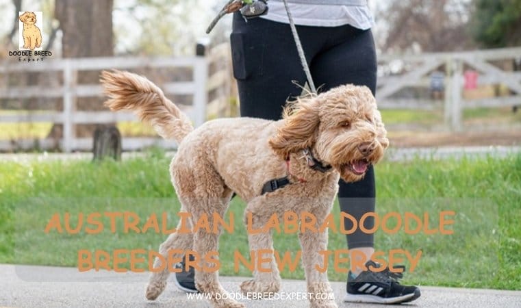 Australian Labradoodle Breeders New Jersey