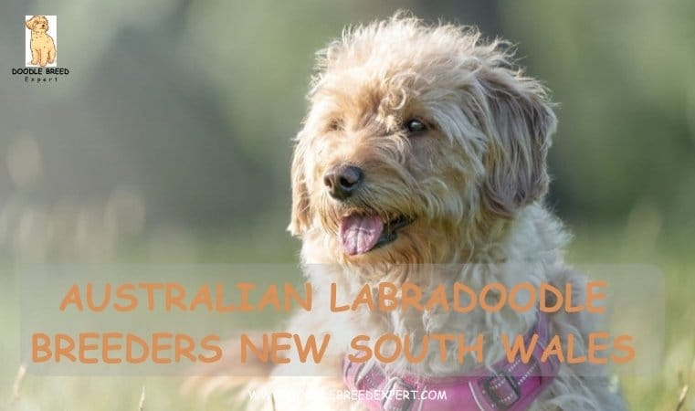 Australian Labradoodle Breeders New South Wales