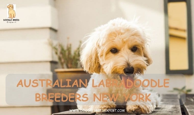 Australian Labradoodle Breeders New York
