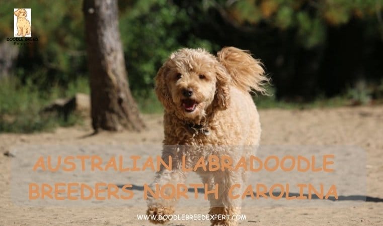 Australian Labradoodle Breeders North Carolina